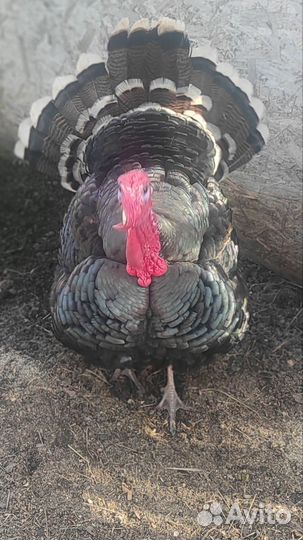 Яйца Индюков и уток