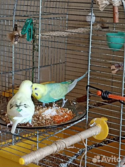 Волнистый попугай