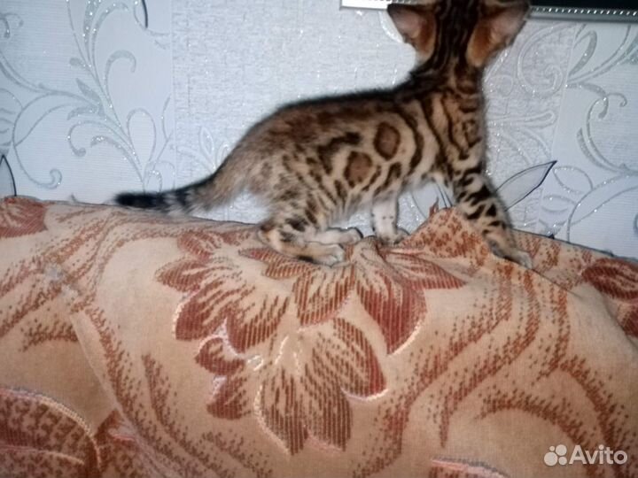 Бенгальские котята
