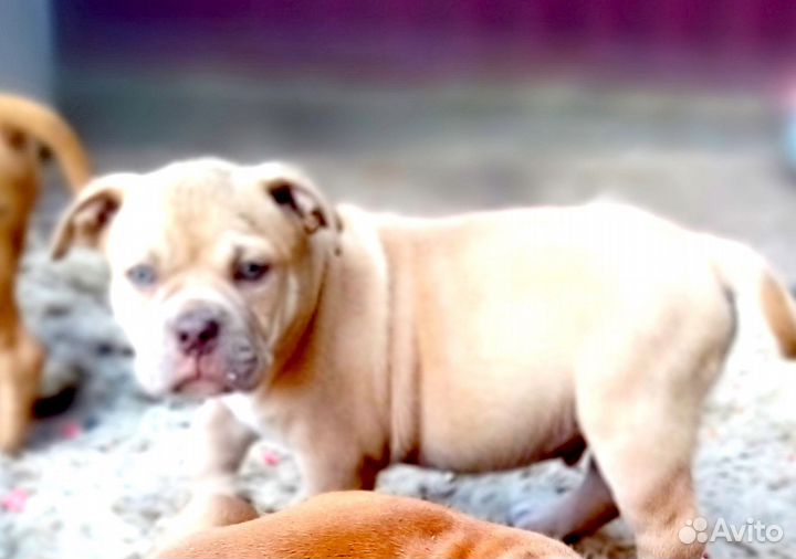 Щенки булли