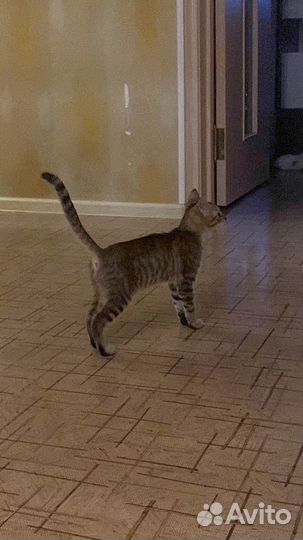 Кошка в добрые руки