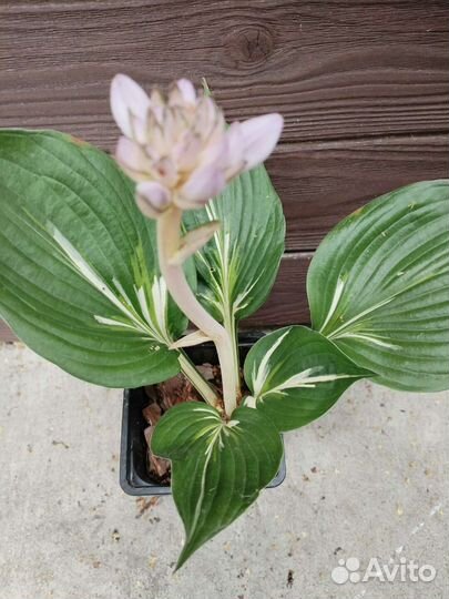 Хосты с плотными листьями