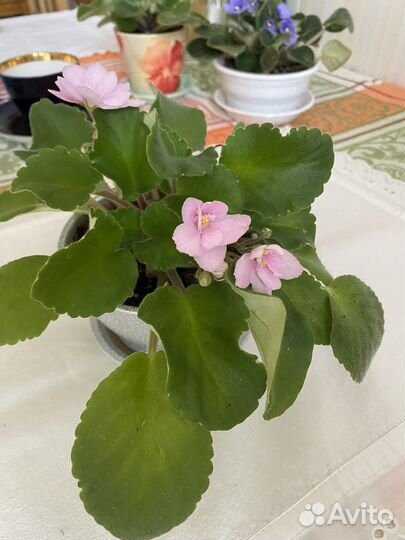 Цветущие фиалки в горшках