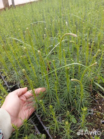 Сеянцы сосны обыкновенной зкс