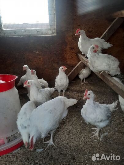 Молодые петушки