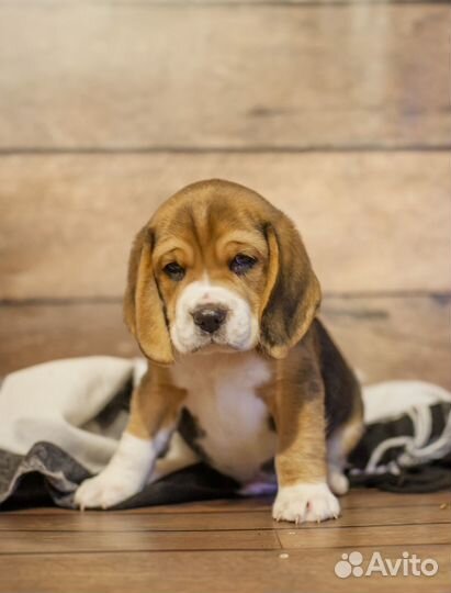 Бигль вязка