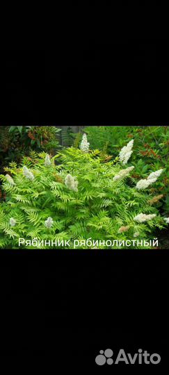 Рябинник рябинолистный