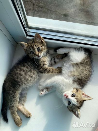 Котята в добрые руки бесплатно