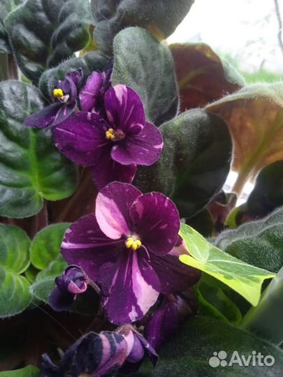 Листочки фиалочек набор