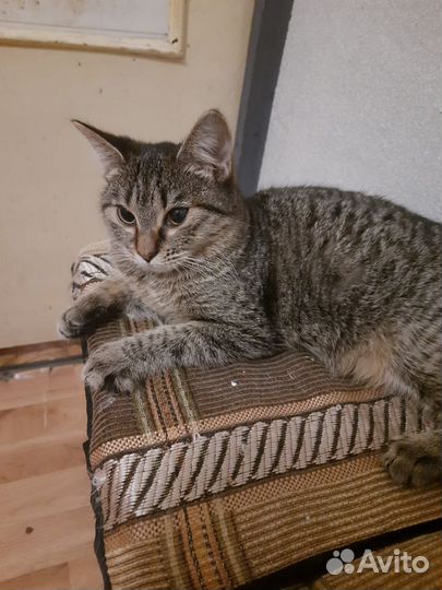 Котята, мальчишк и девочка, 6 месяцев