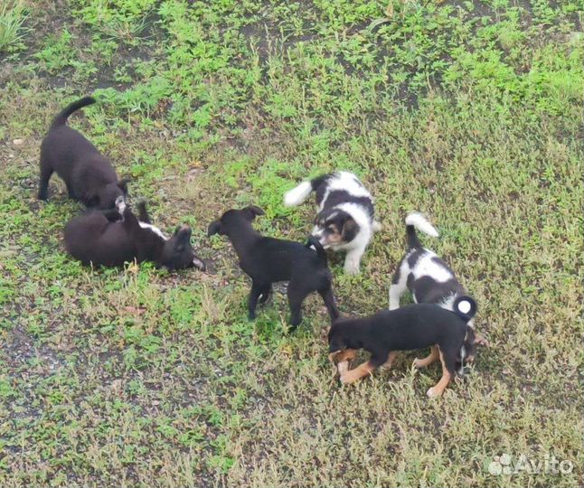 Щенки