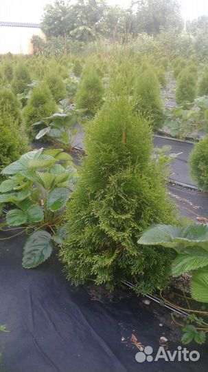 Туя смарагд