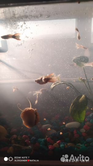 Улитки аквариумные