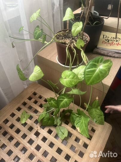 Сингониум вайт батерфляй белая бабочка