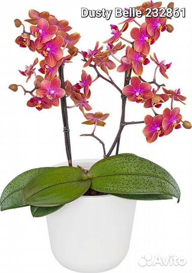 Парфюмерная фабрика коллекция подростки