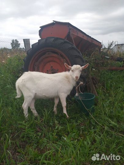 Козлик комолый крупный