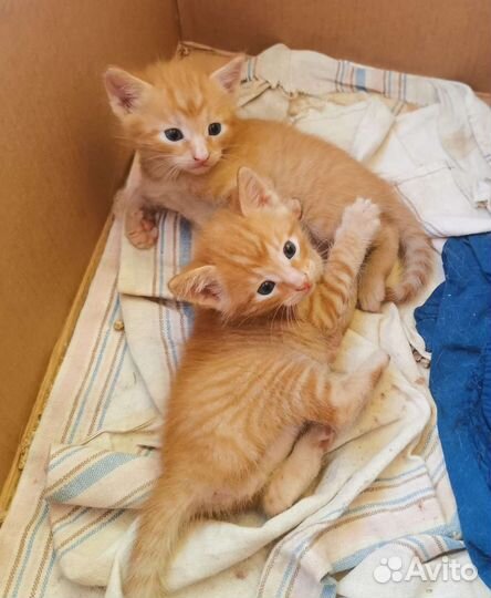 Рыжики на счастье