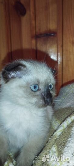 Продам в добрые руки