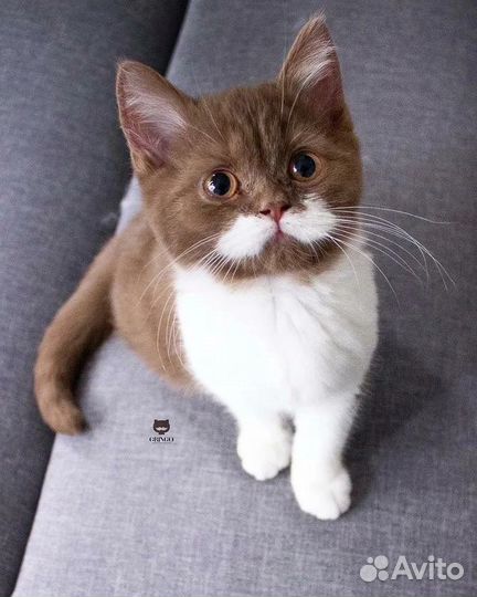 Передержка животных на время отпуска и не только