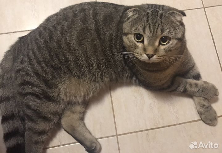 Шотландский кот вязка