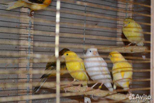 Канарейки и Прекрасно поющие кенары