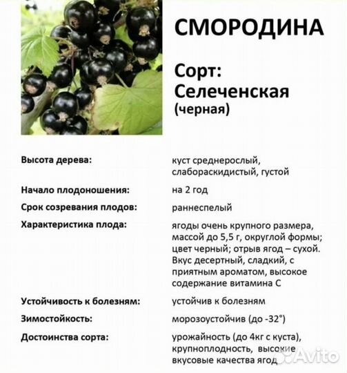 Саженцы смородины Селеченская