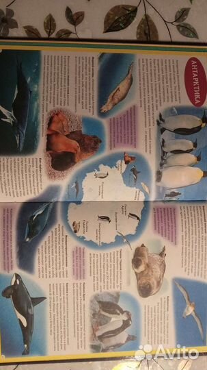 Атлас животных для детей