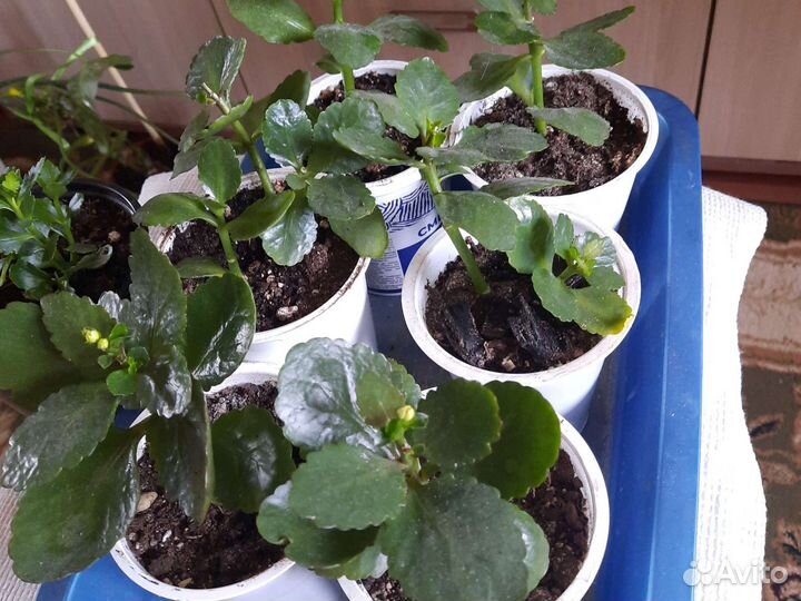 Каланхоэ цветущий, алоэ