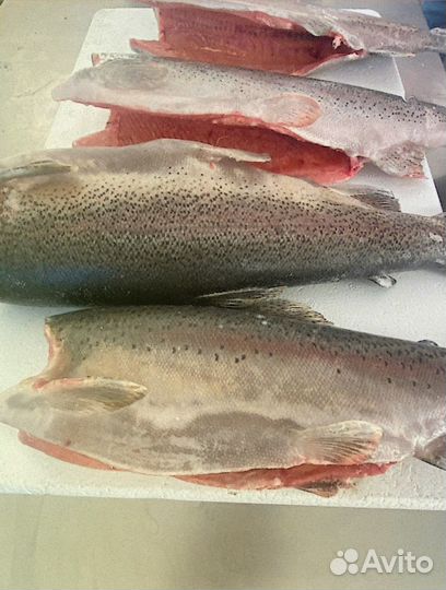 Форель камбала путассу хек опт Тула