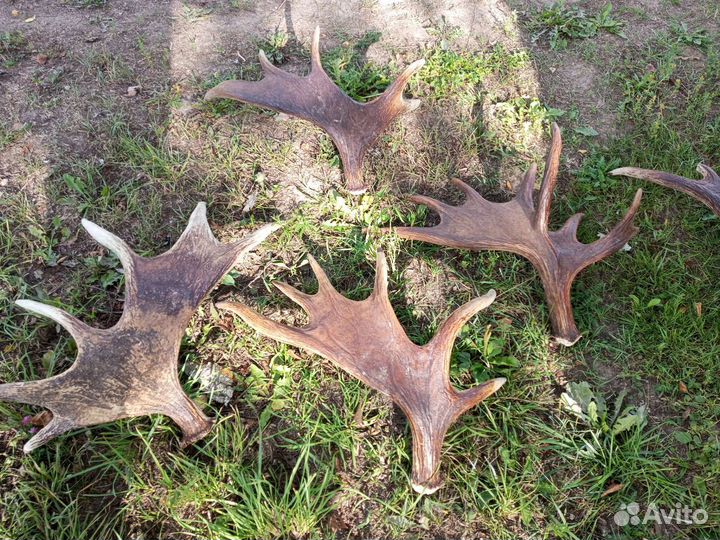 Продам рога лося