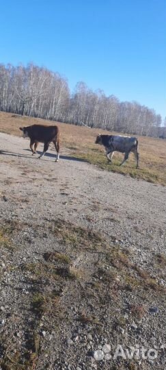 Продам Быков и Телок, порода Сментал