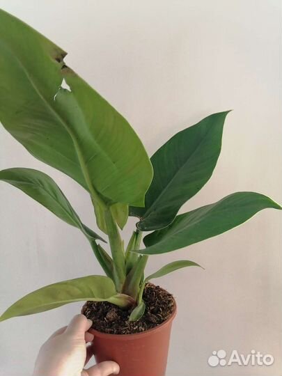 Филодендрон