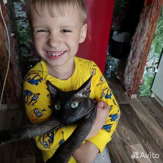 Мужчина ищет даму Донской сфинкс