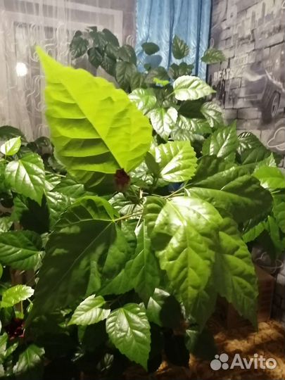 Гибискус китайская роза