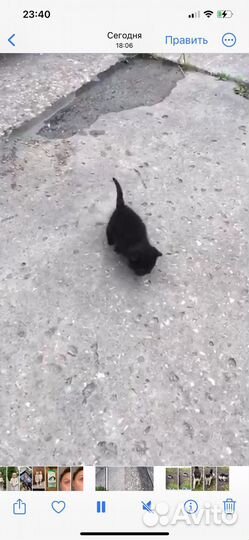 Котята отдам бесплатно