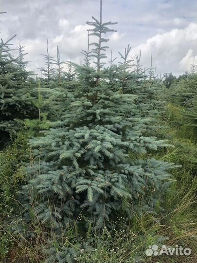 Ель голубая с доставкой