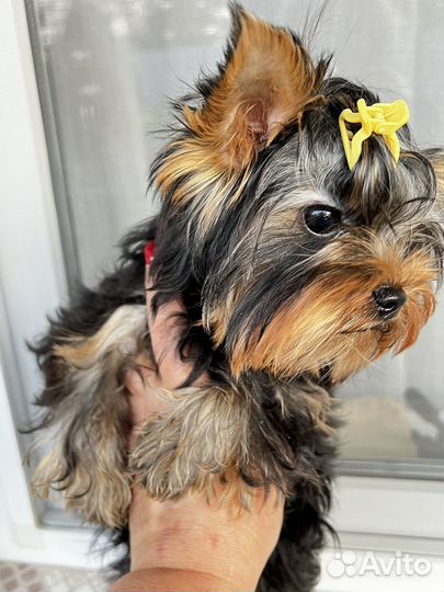 Йоркширский терьер мини мальчик