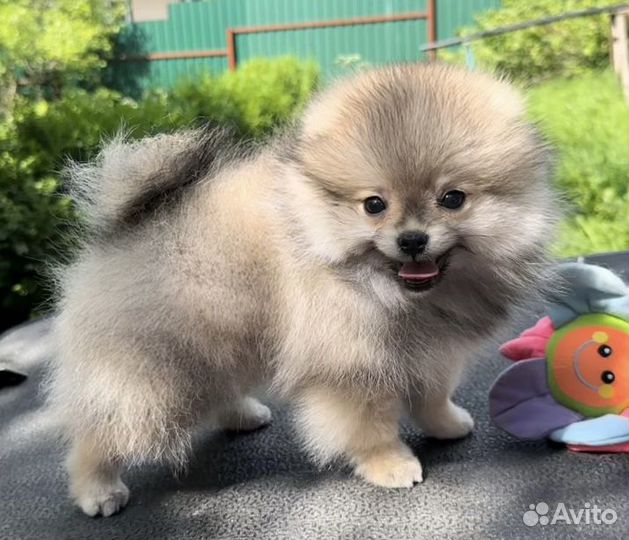 Померанский шпиц мини