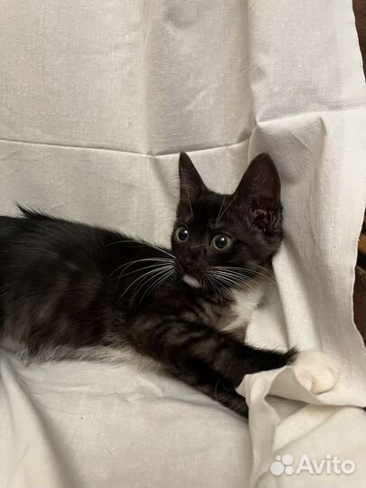 Бездомные котята