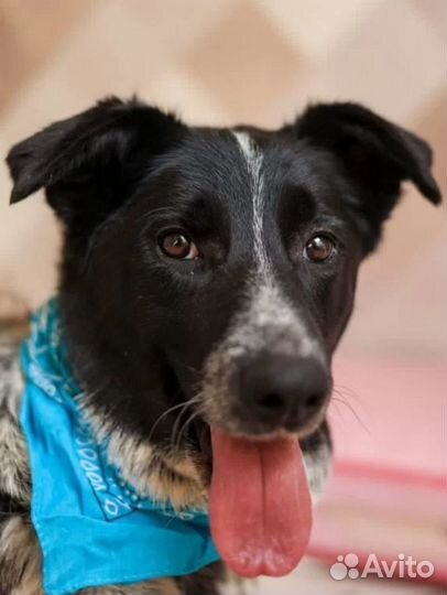 Красивый пёс ищет дом