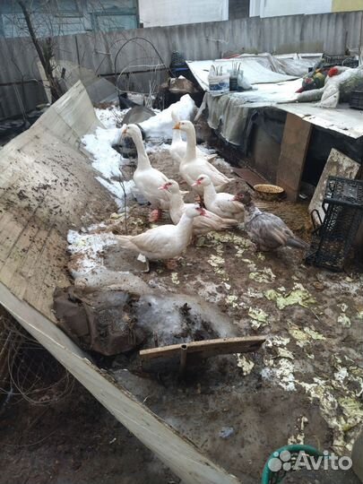 Индоутки, селезни, тяжёлой линии, гусыни линда