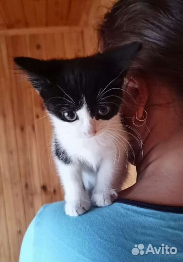 Котенок девочка 2 мес, черно-белая
