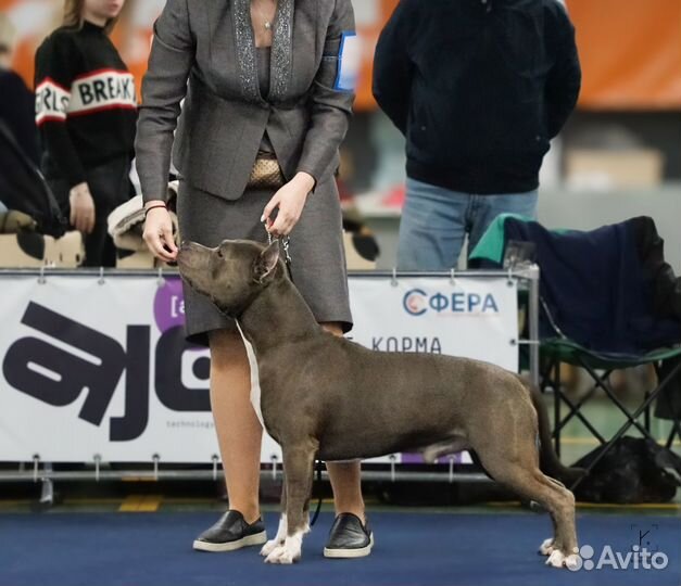 Американский стаффордширский терьер амстафф