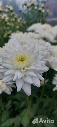 Хризантемы маточники