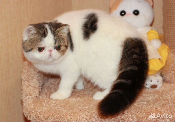 Экзотическая кошечка