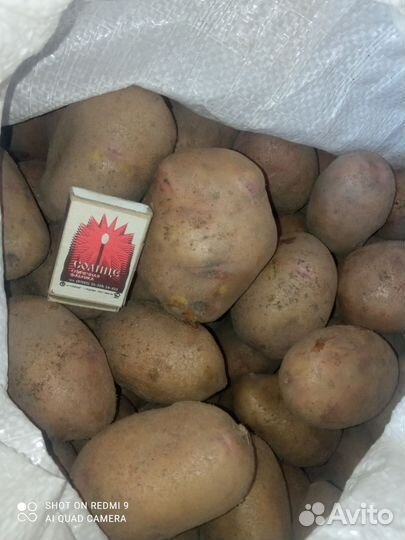 Картофель свежий