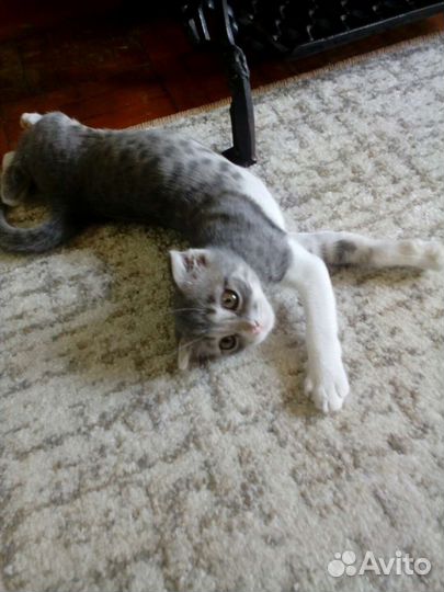 Кошка в дар
