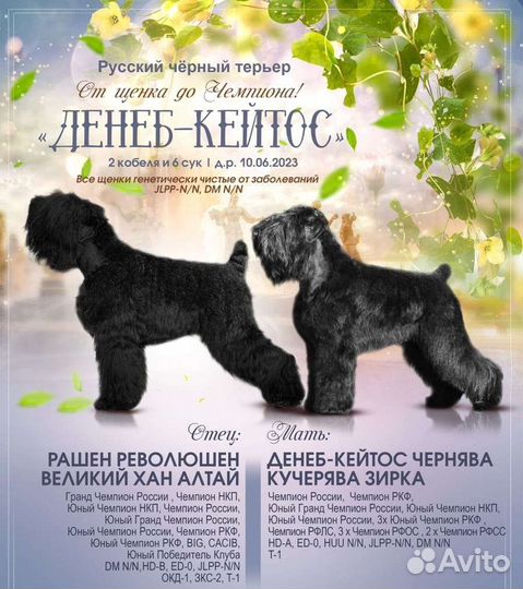 Русский Чёрный Терьер Щенки