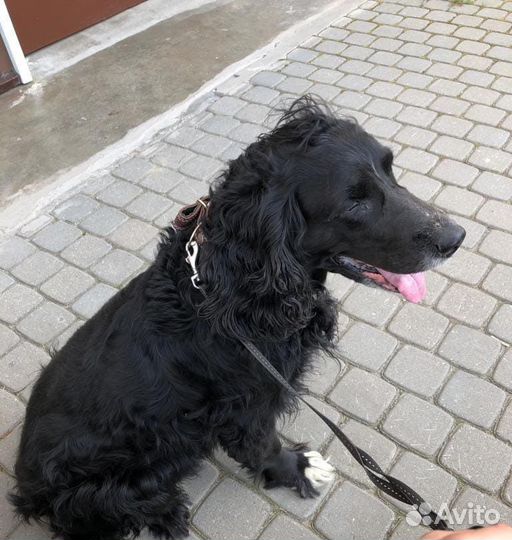 Выгул собак, зооняня для животных