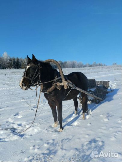 Лошадь жеребец